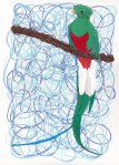 093014-resplendent-quetzal
